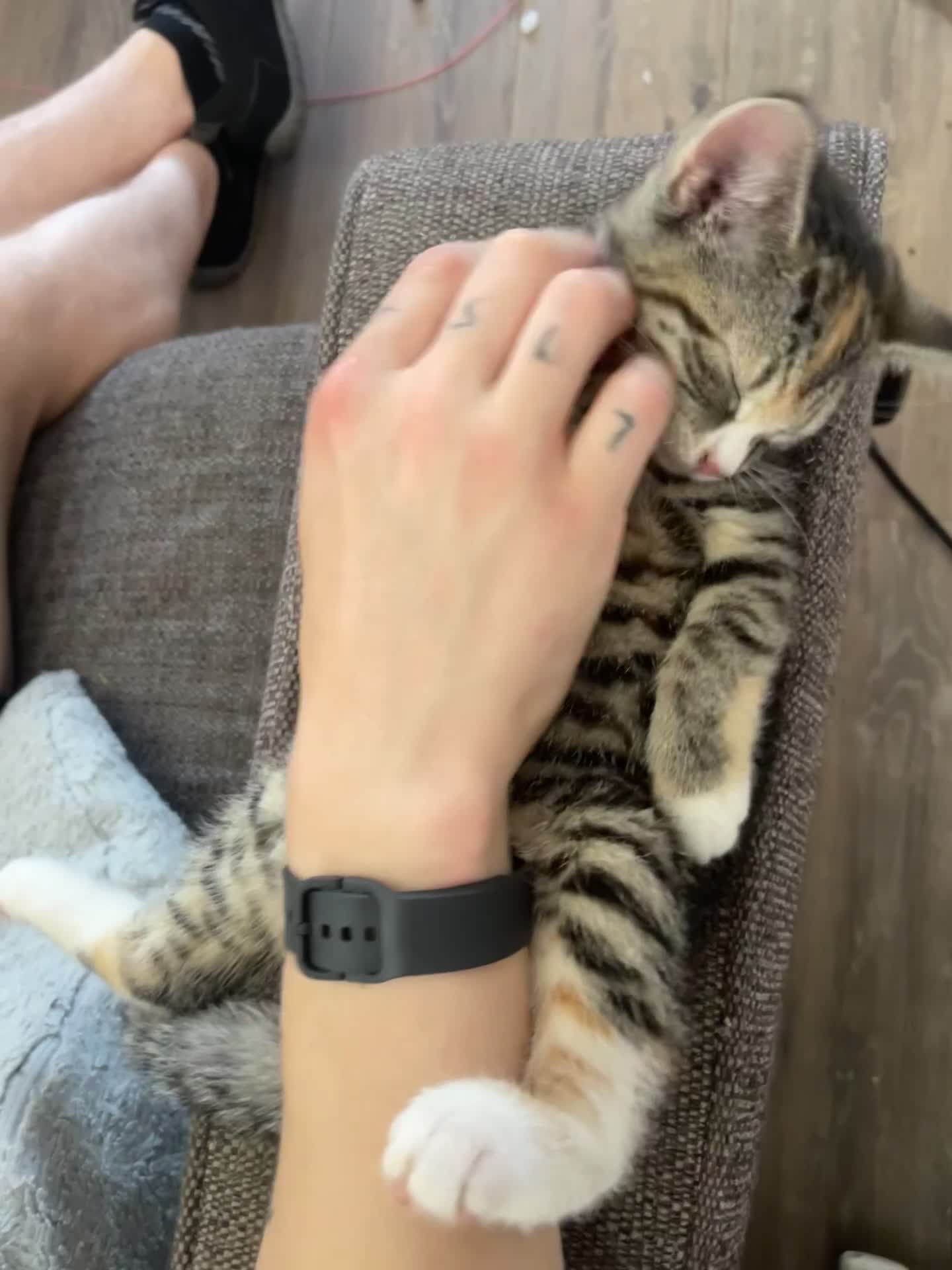 Mixed Breed cats for sale: FEMALE KITTEN - microchipped, flea&worm treated!  - Video 1