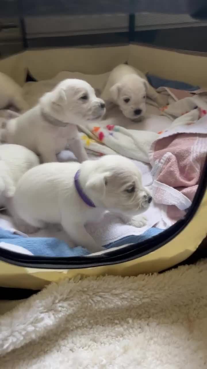 Miniature Schnauzer dogs for sale: Pure White KC REG Miniature schnauzer puppies  - Video 1