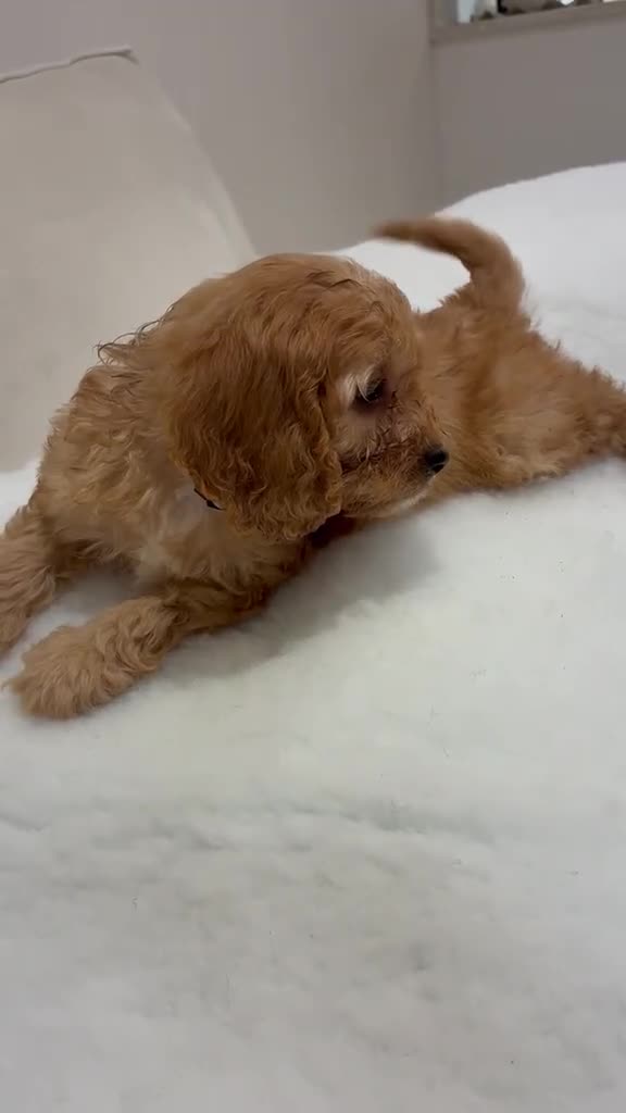 Cavapoo dogs for sale: ADORABLE F1 TOY CAVAPOOS - Video 1