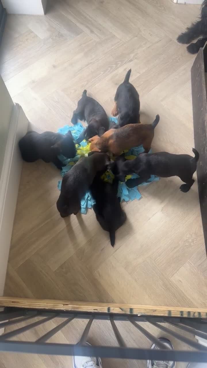 Patterdale Terrier dogs for sale: Fell terriers  - Video 1