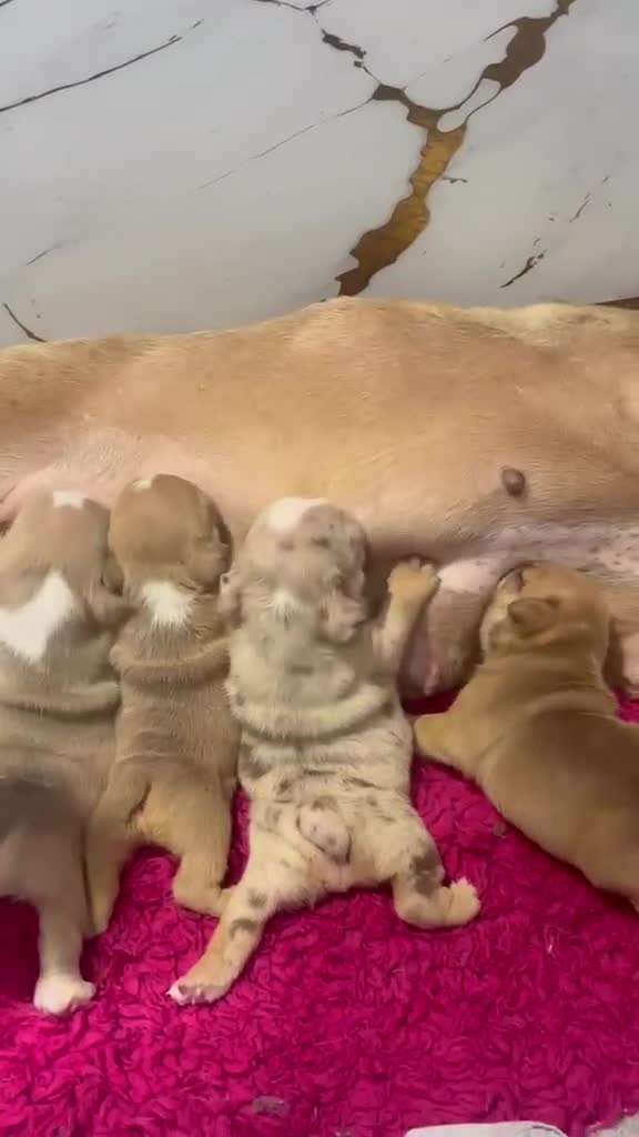 English Bulldog dogs for sale: 3wk old English bulldog puppies  - Video 1