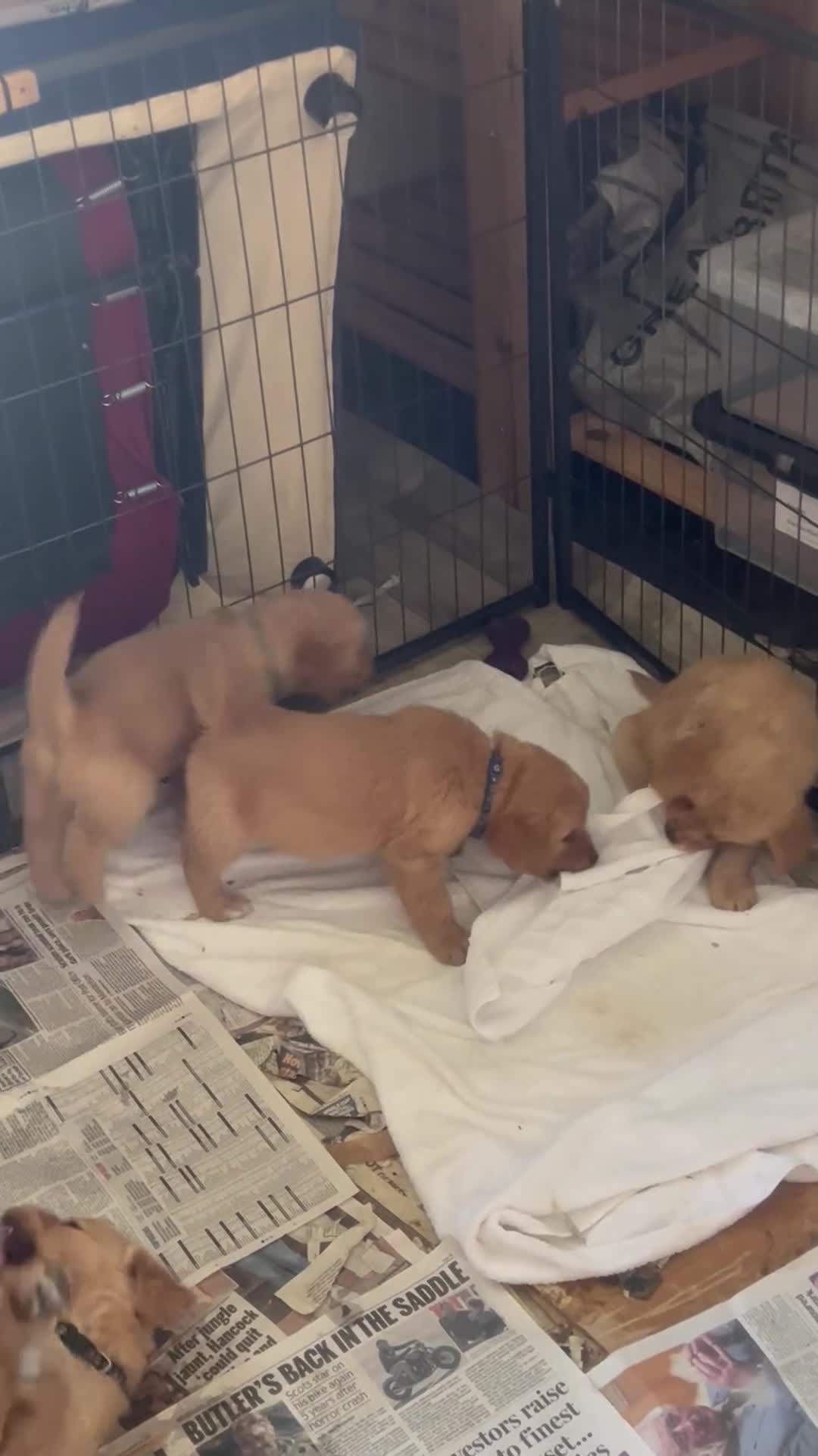 Golden Retriever dogs for sale: 🐾 Golden Retriever Puppies – Ready Now! 🐾 - Video 3
