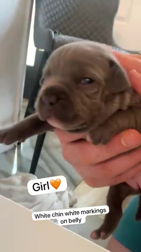 Staffordshire Bull Terrier dogs for sale: KC REG SLOID BLUE STAFFY PUPPY BEARS 💙 - Video 5