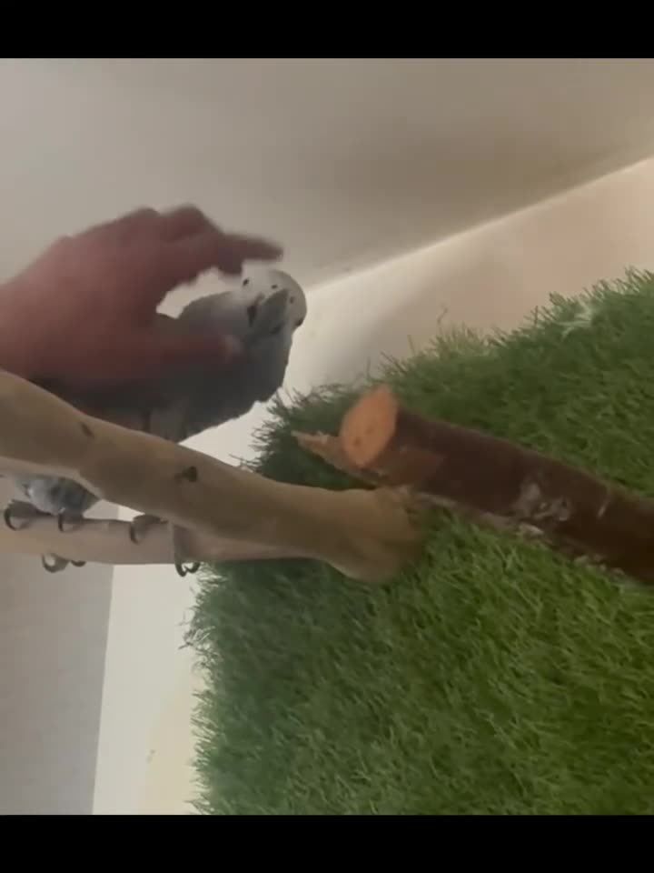 Parrots birds for sale: Friendly & Talkative African Grey Parrot for Sale - Video 1