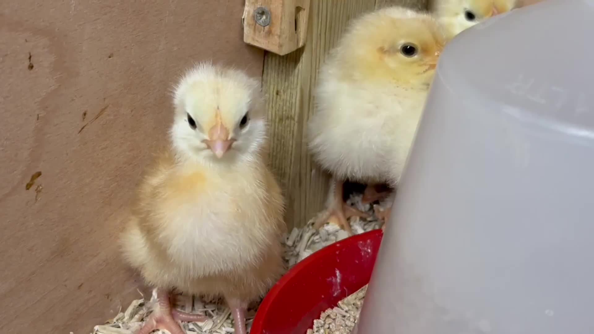 Chickens poultry for sale: Day old mixed hybrids chicks  - Video 1