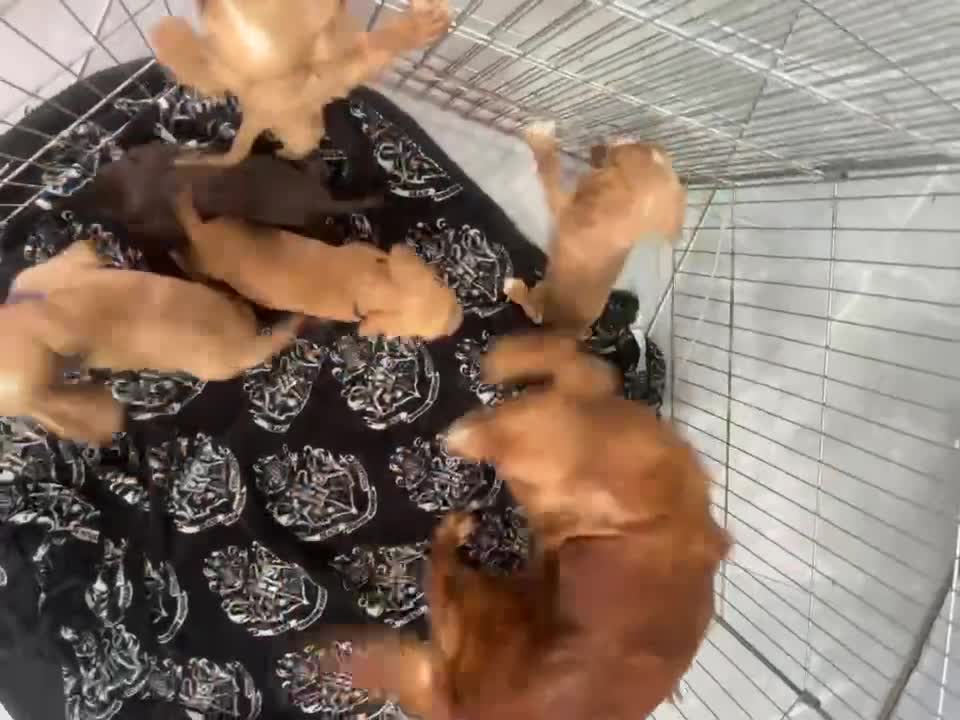Cocker Spaniel dogs for sale: Working cocker spaniels  - Video 1