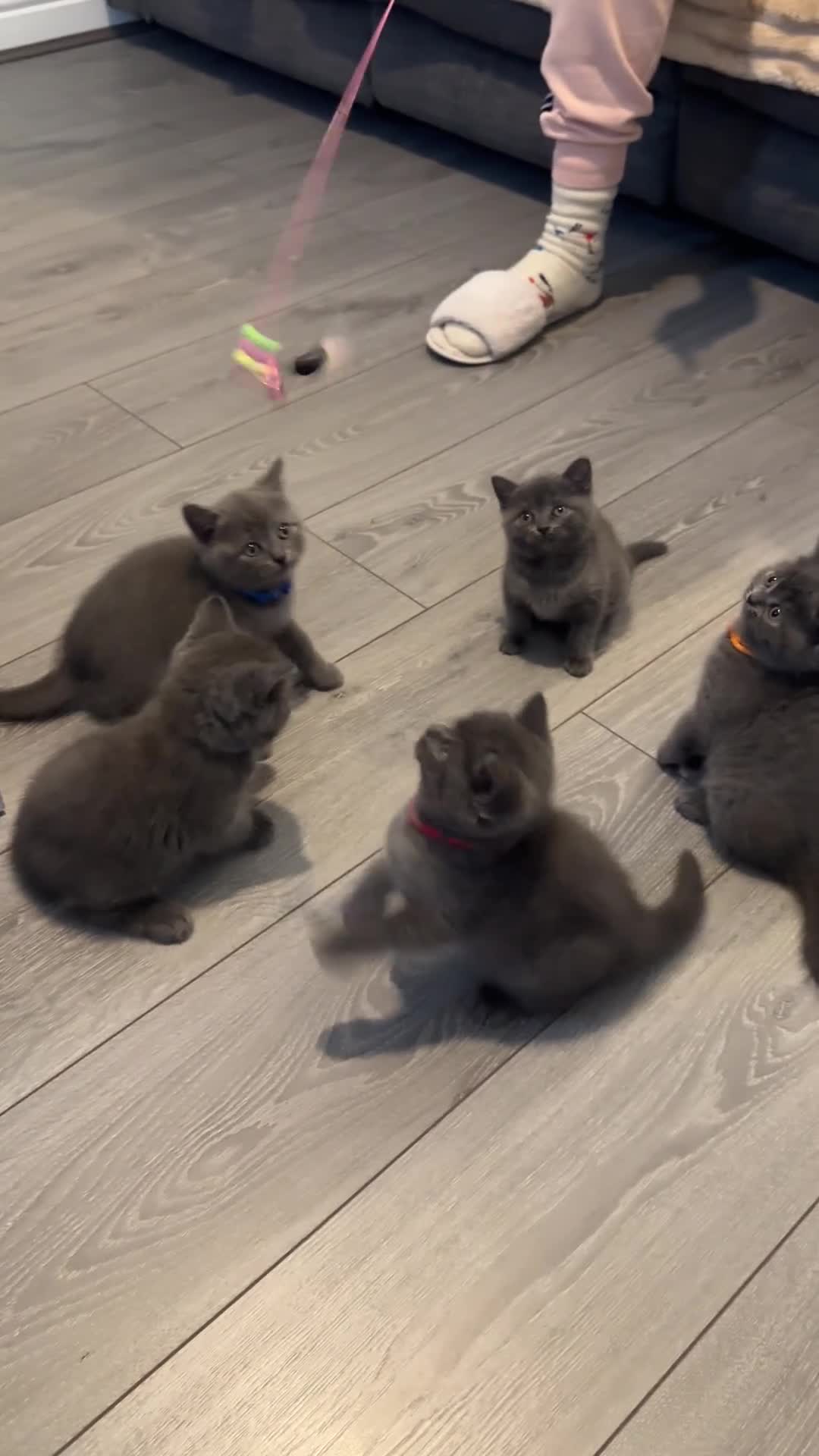 British Shorthair cats for sale: 7 lovely BSH😍 - Video 3