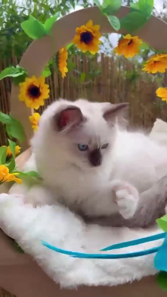 Ragdoll cats for sale: ⭐️AWARD WINNING GCCF CATTERY RAGDOLL KITTENS⭐️ - Video 1