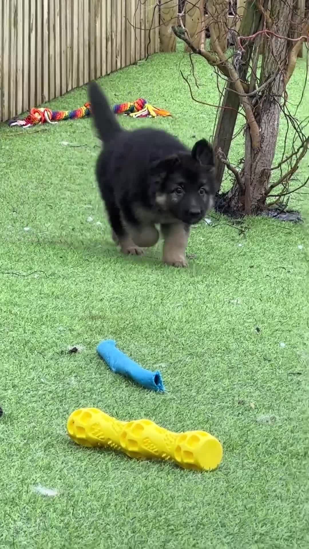 German Shepherd dogs for sale: Traditional Long Coat, Straight backed GSD Puppies - Video 3