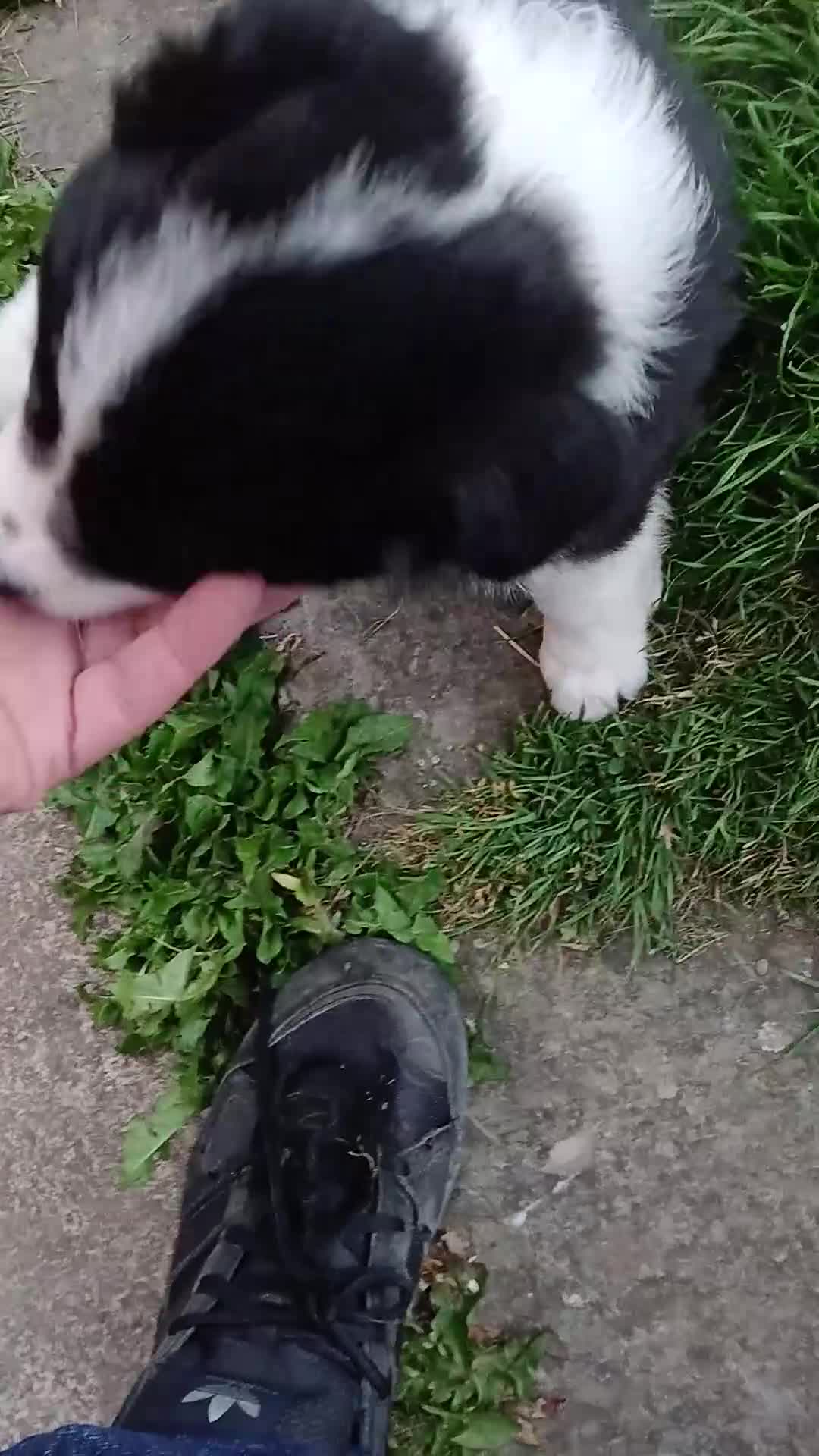 Border Collie dogs for sale: KC Registered Border Collie Puppies - Video 1