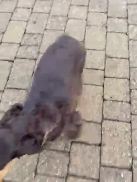 Cocker Spaniel dogs for stud: TRUE TO TYPE- Chocolate & Tan Show Cocker Spaniel in Holywell - Video 2