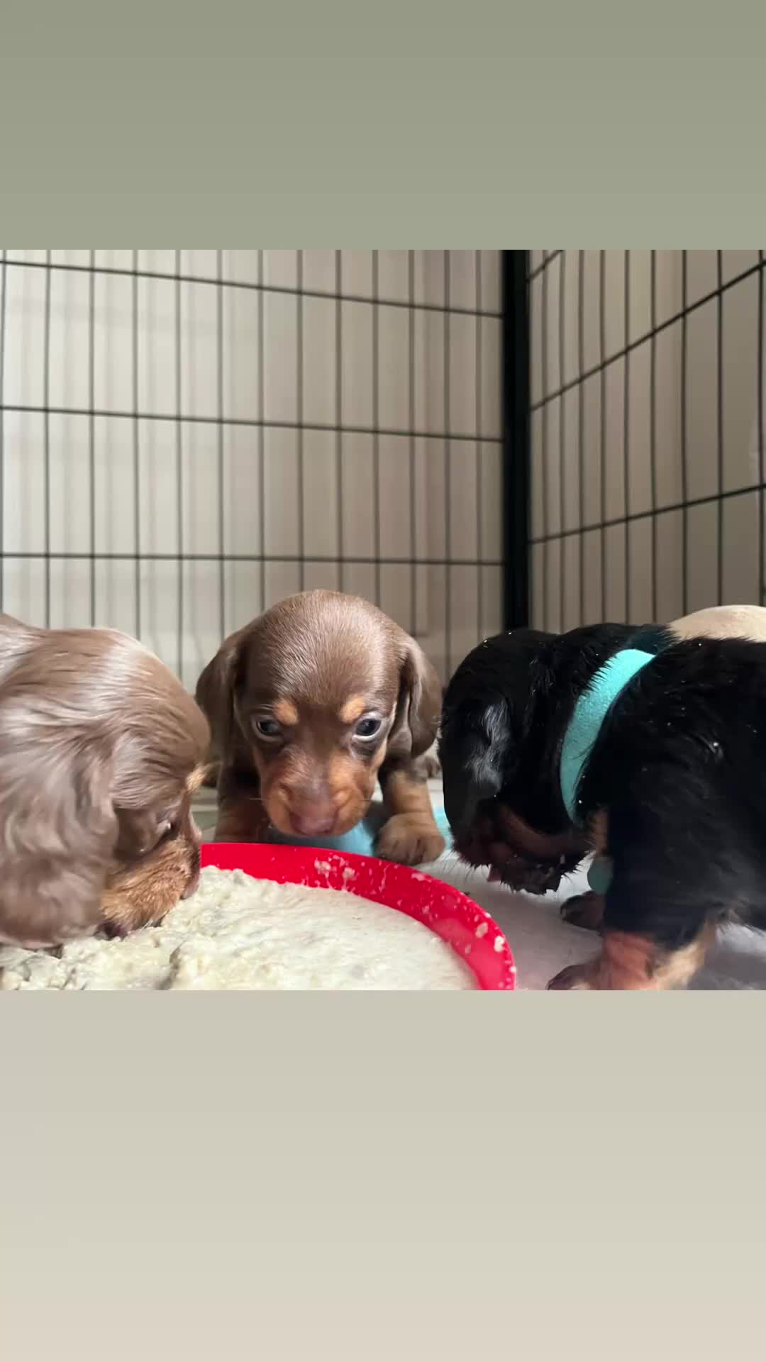 Miniature Dachshund dogs for sale: READY NOW Mini dachshund long haired black tan  - Video 1