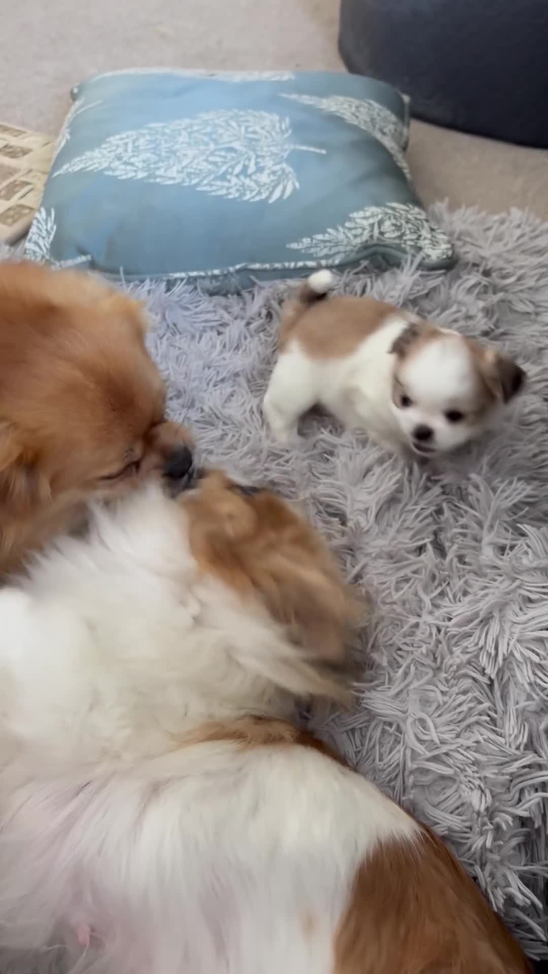 Mixed Breed dogs for sale: Mixed breed fluffs  - Video 1