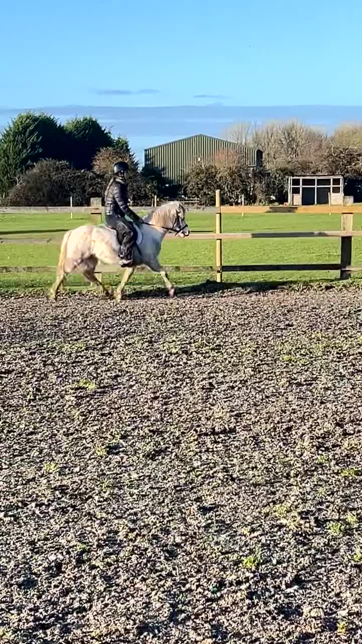 Welsh Section A horses for sale: Barbarossa dream time - Video 1