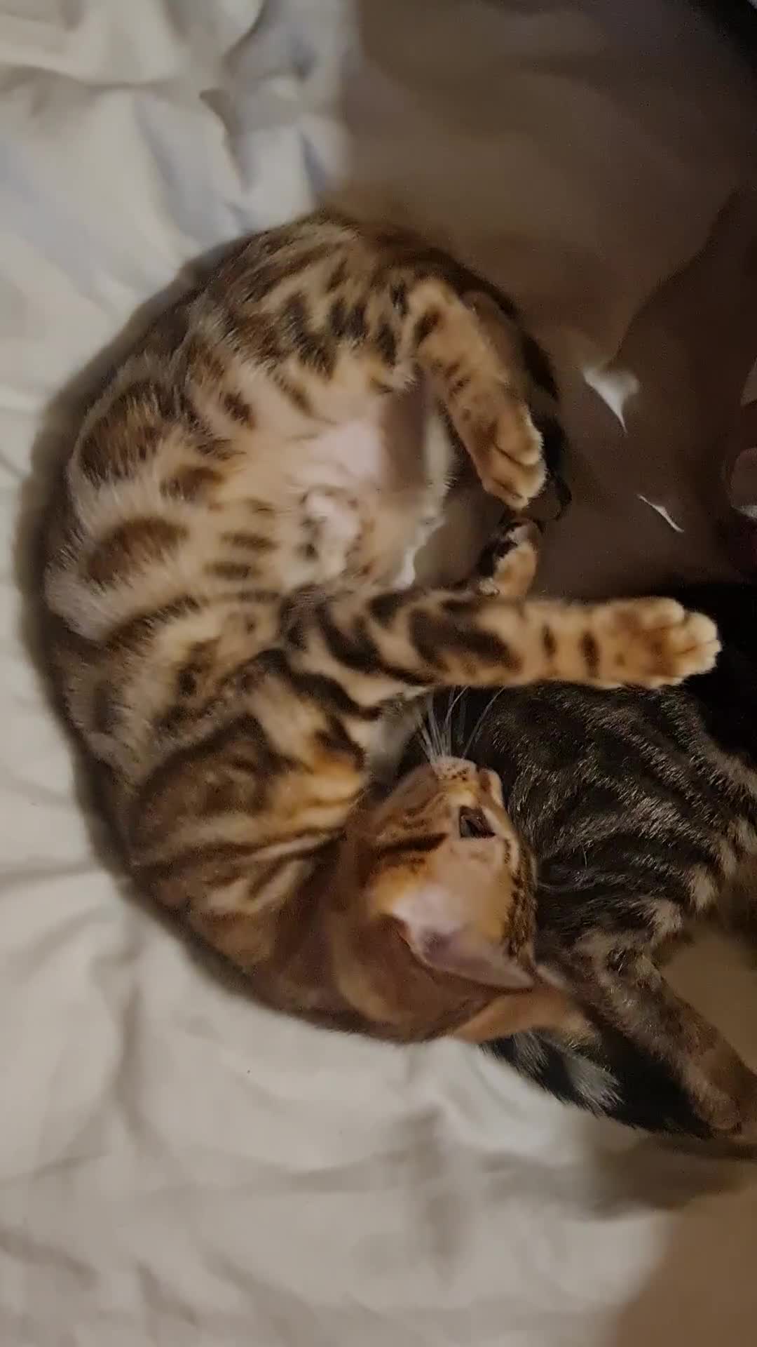 Bengal cats for sale: TICA Registered Pedigree Brown Bengal Kittens - Video 4