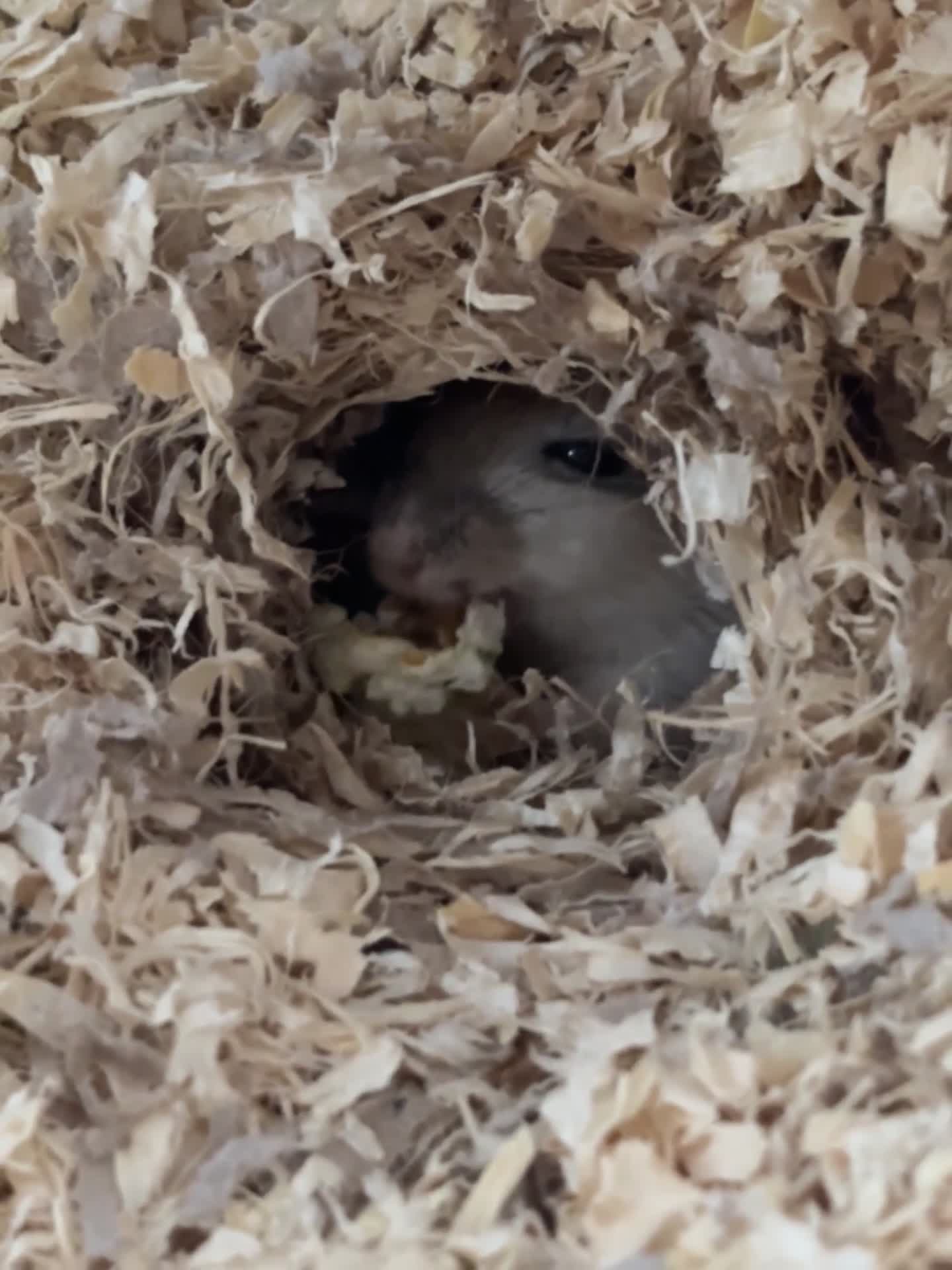 Gerbil rodents for sale: Two gerbil girls - Video 2