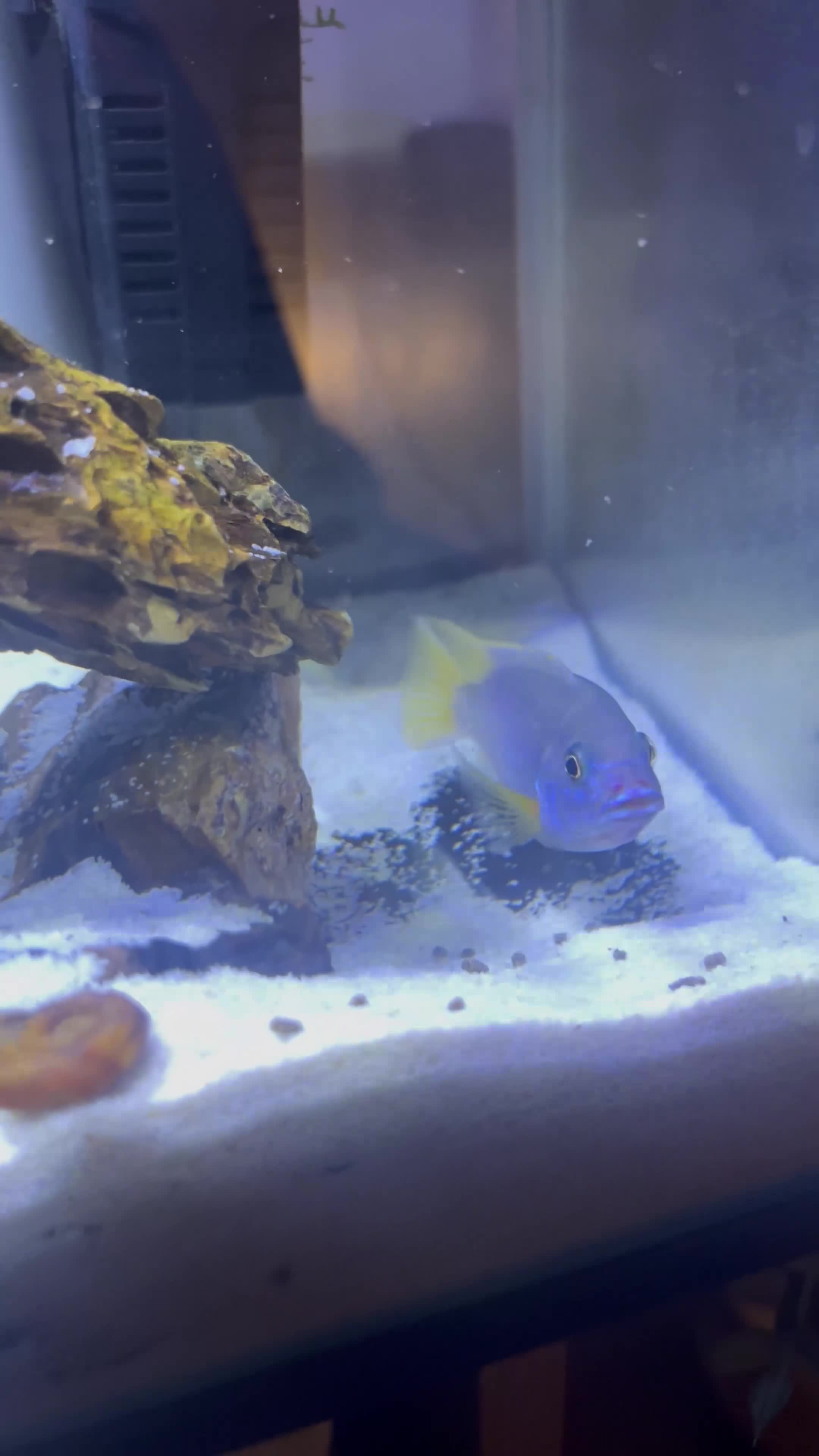 Cichlids fish for sale: Malavi cichlid  - Video 1