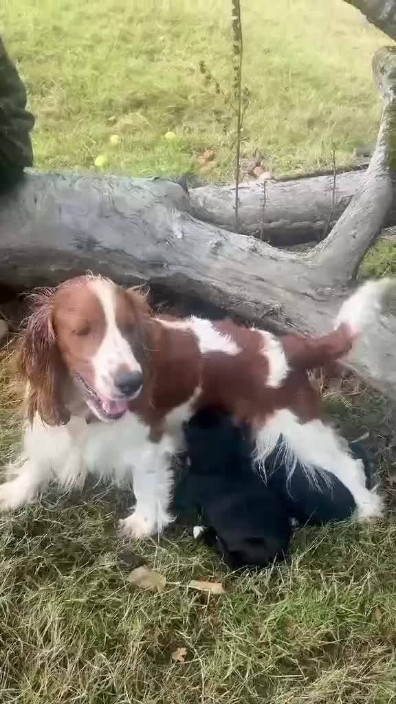 Mixed Breed dogs for sale: Cocker Spaniel Mix Breed pups near Totnes - Video 1