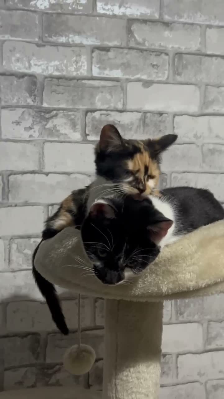 Mixed Breed cats for sale: Beautiful Tortoiseshell Kitten  in Coventry - Video 1