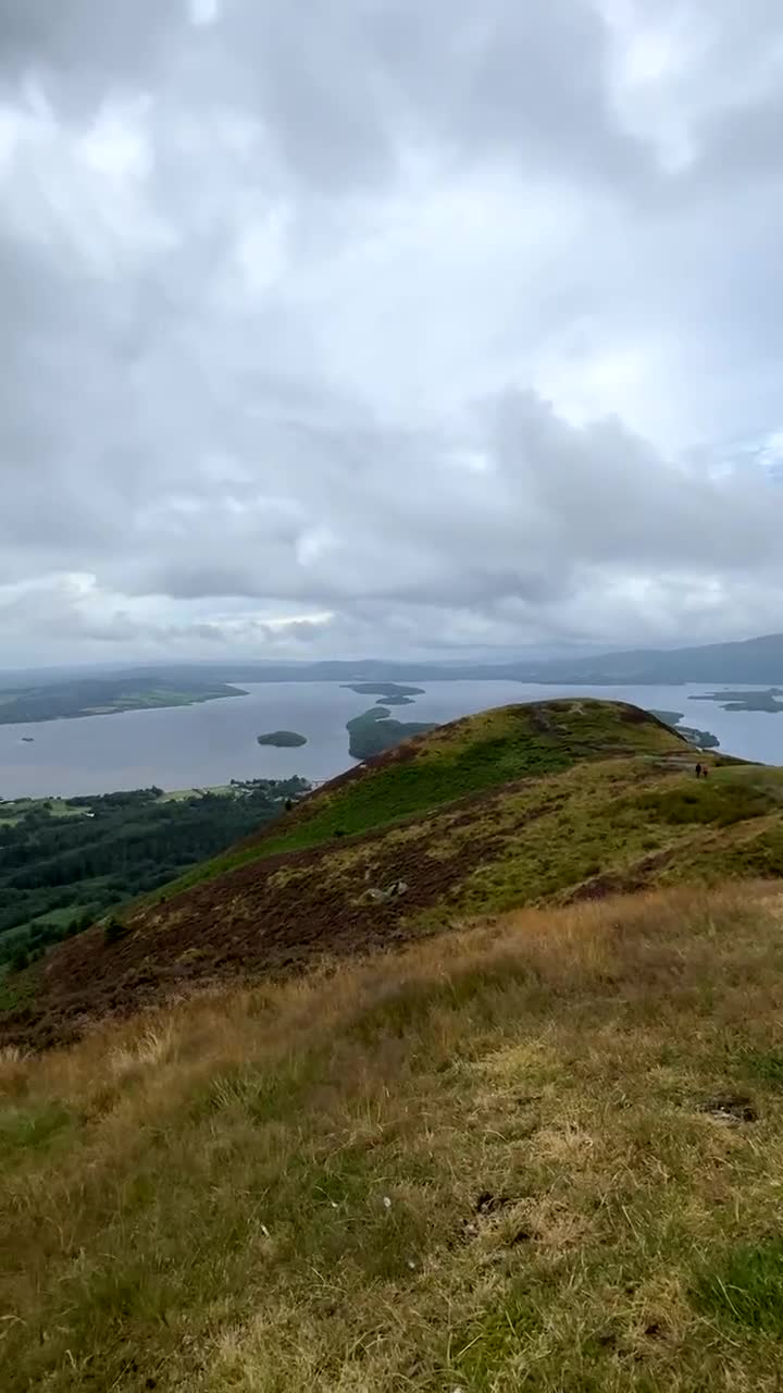 Lurcher dogs for stud: Lurcher for stud - Video 1