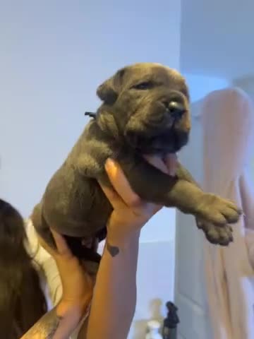 Cane Corso dogs for sale: ✨Top Quality Russian Bloodline Cane Corso Puppies✨ - Video 3