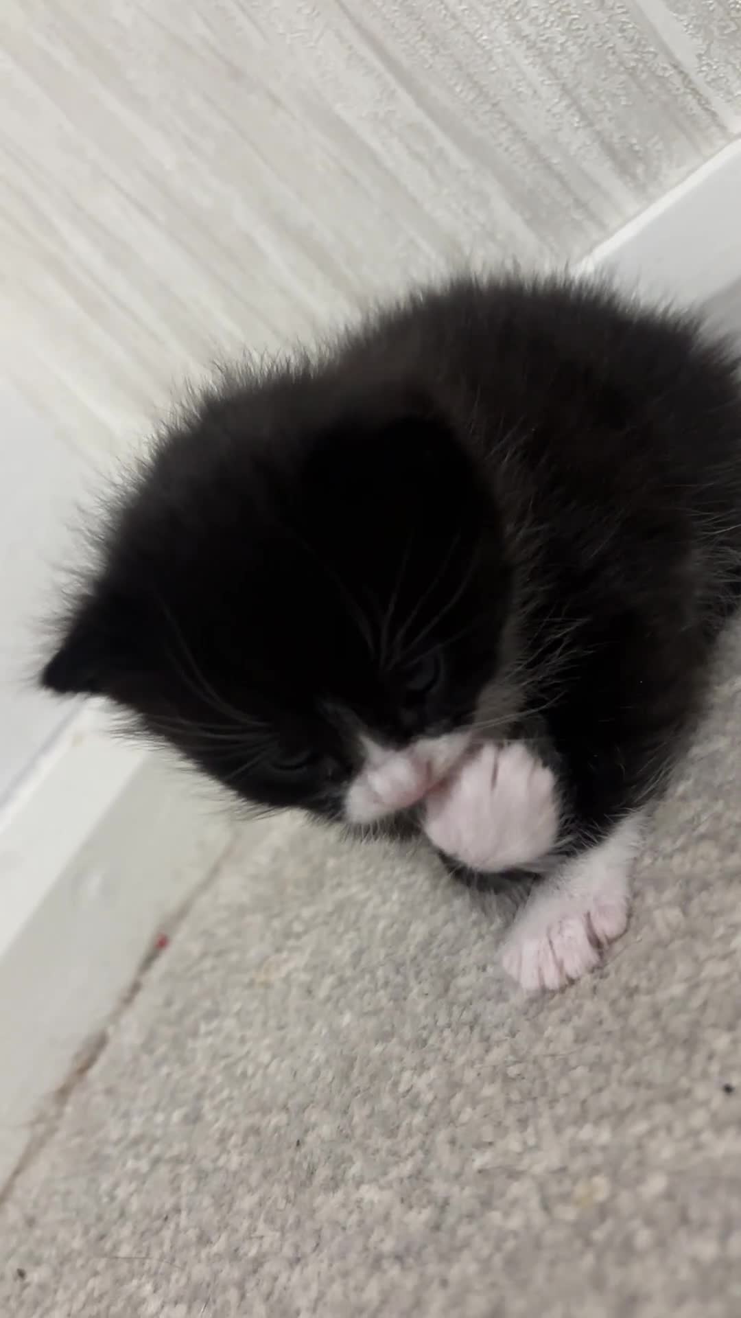 Mixed Breed cats for sale: Grey Kitten, Black & White - Video 1