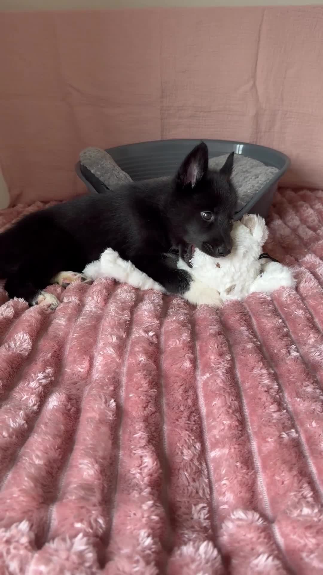 Mixed Breed dogs for sale: Crufts Line Husky x Malamute - Health tested 🐾 - Video 3