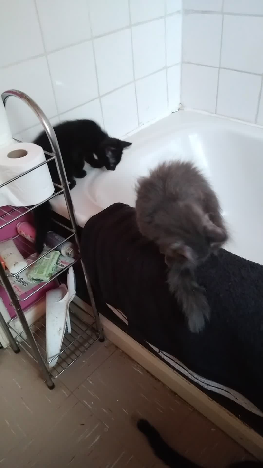 Mixed Breed cats for sale:  male kitten looking for loving forever home  - Video 1