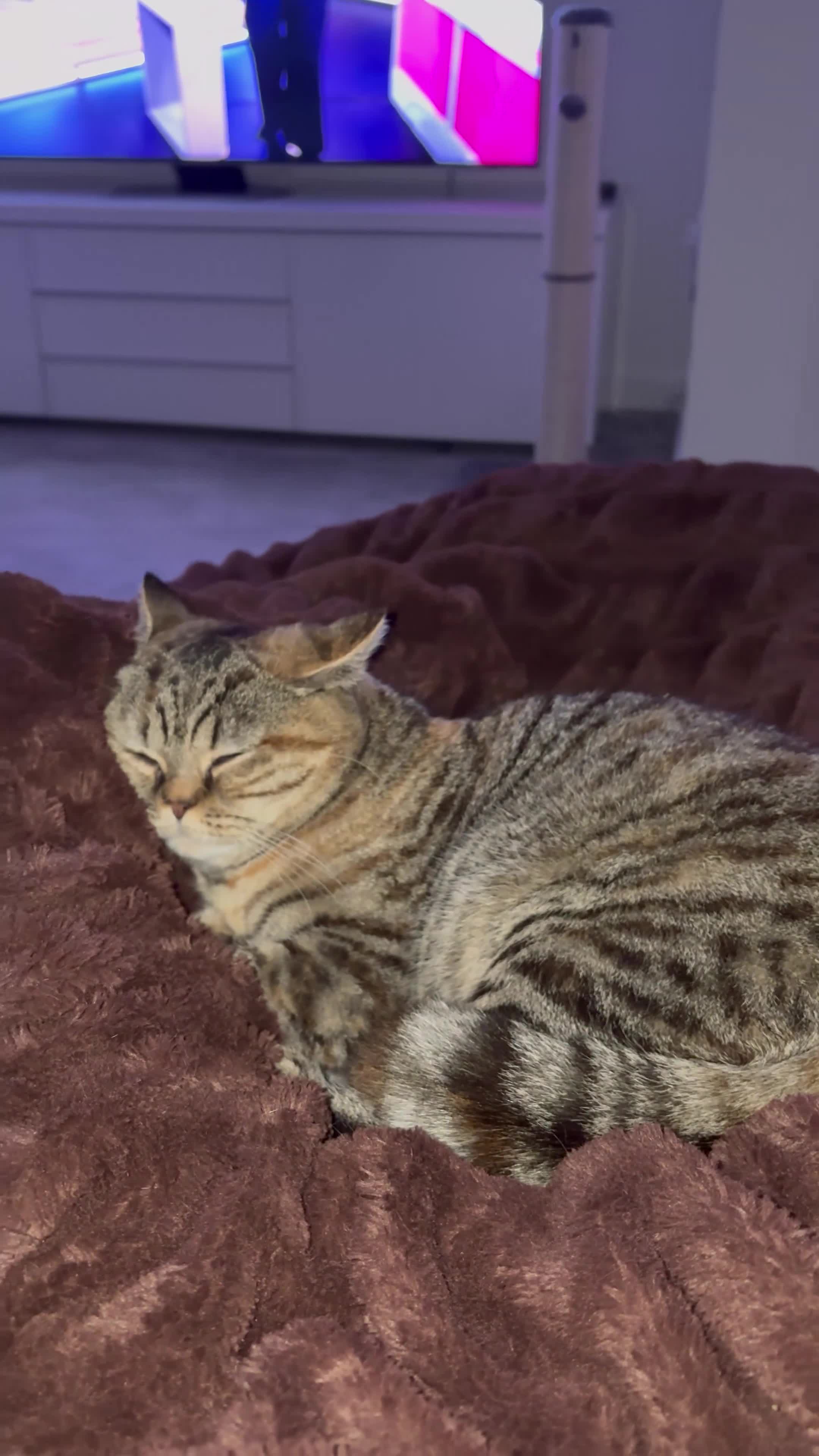 British Shorthair cats for sale: British shorthairs 1 years old brother and sister  - Video 1