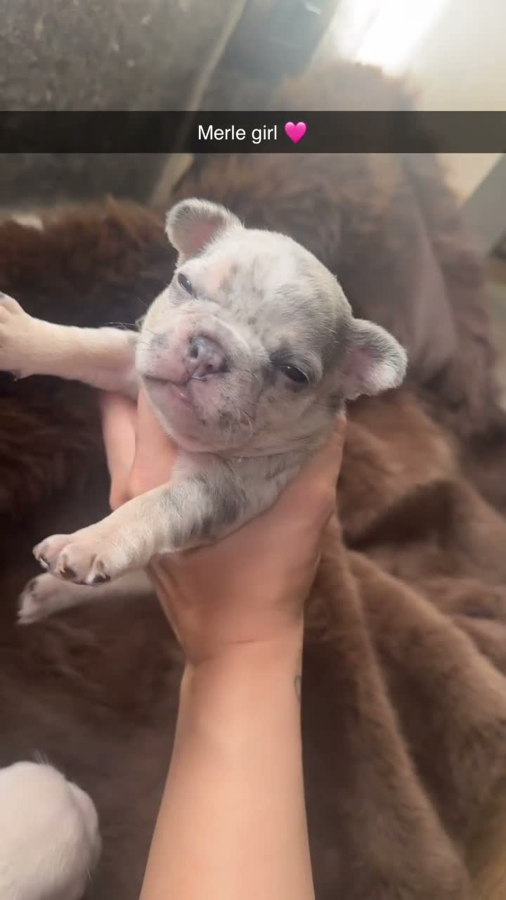 French Bulldog dogs for sale: Frenchie pups for sale - Video 2