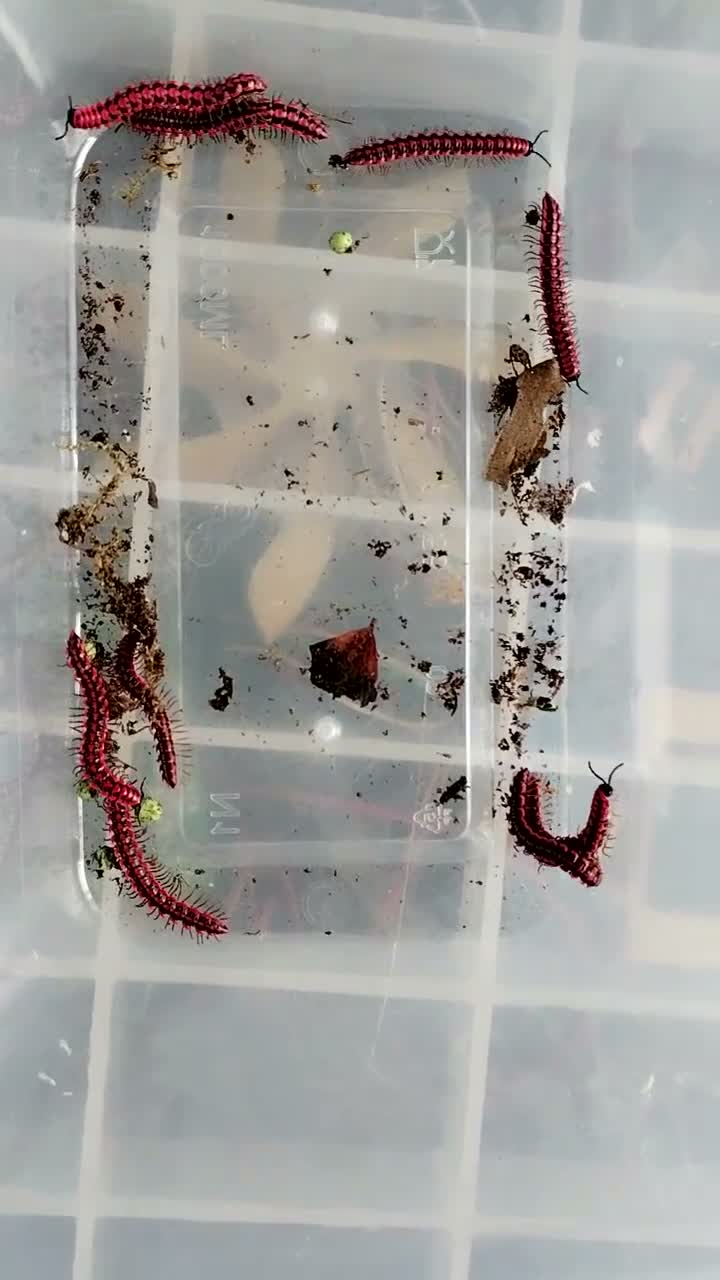 Millipedes invertebrates for sale: Antheromorpha uncinata pink flatback juveniles  - Video 1