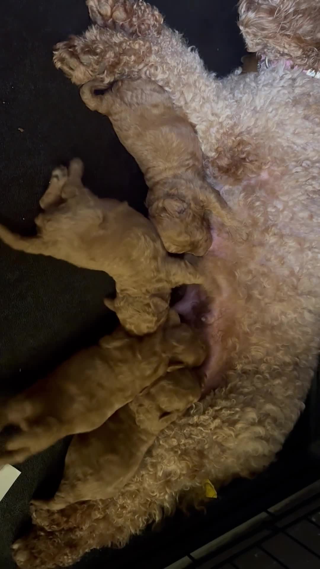 Toy Poodle dogs for sale: Tiny pure dark red toy poodles boy and girls  - Video 1