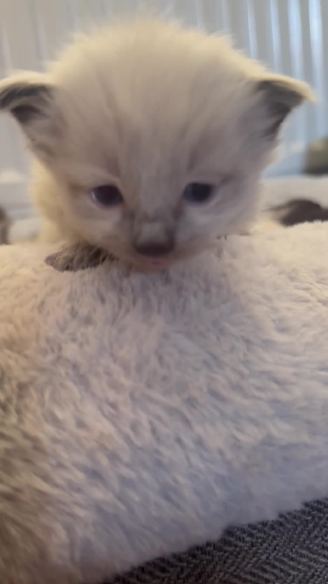 Siberian cats for sale: One male full Siberian kitten  - Video 3
