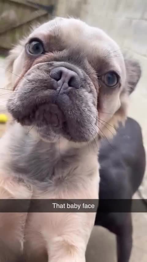 French Bulldog dogs for sale: Fluffy FrenchBulldog - Video 1
