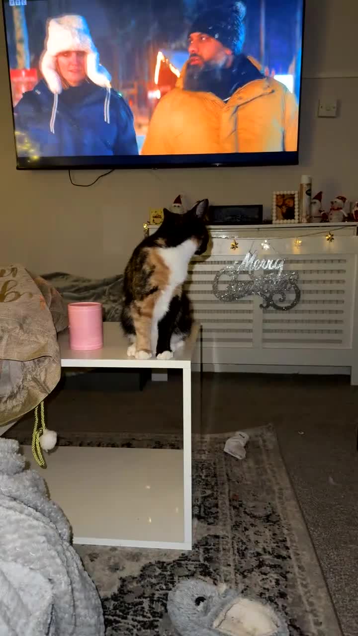 Mixed Breed dogs for sale: Meet Teddy!  - Video 4