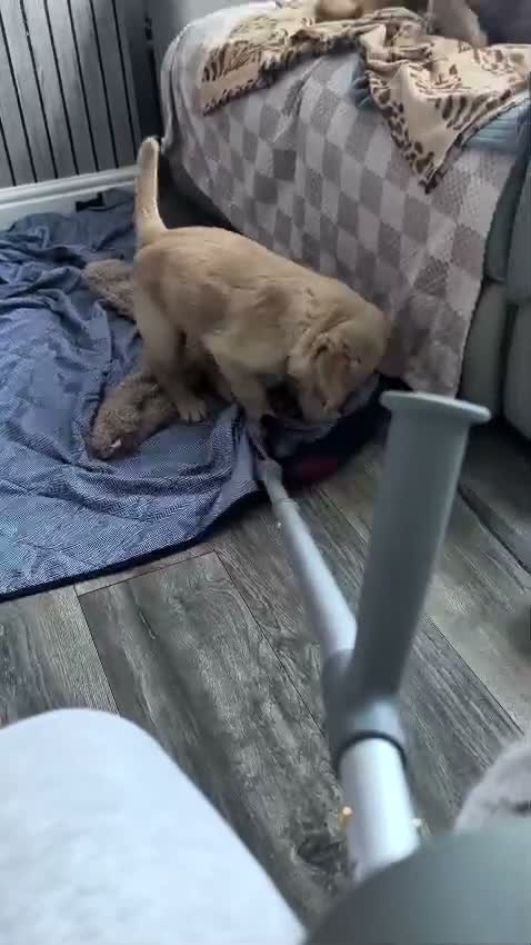 Golden Retriever dogs for sale: 3 Golden Retriver Puppies - Video 1