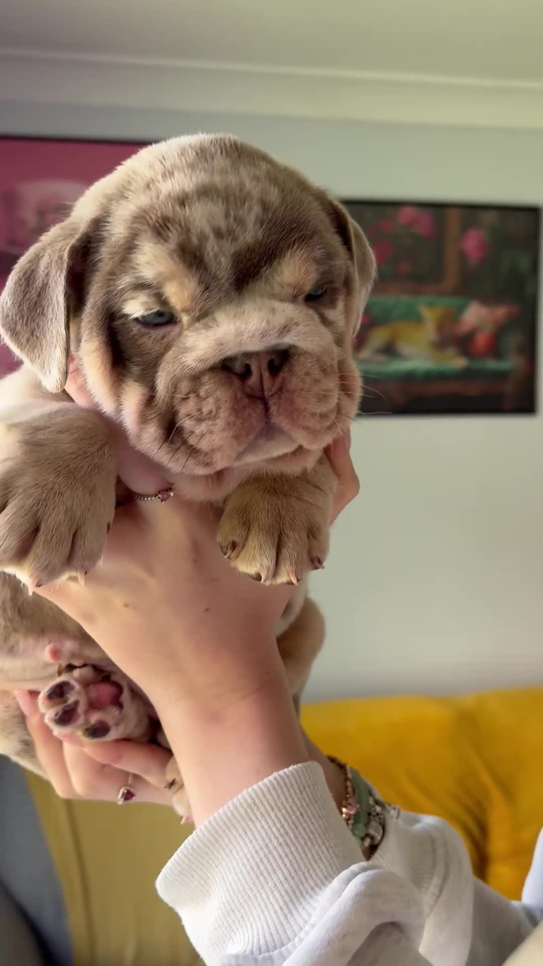 English Bulldog dogs for sale: Last KC English Bulldog Pup – Open to Offers - Video 4