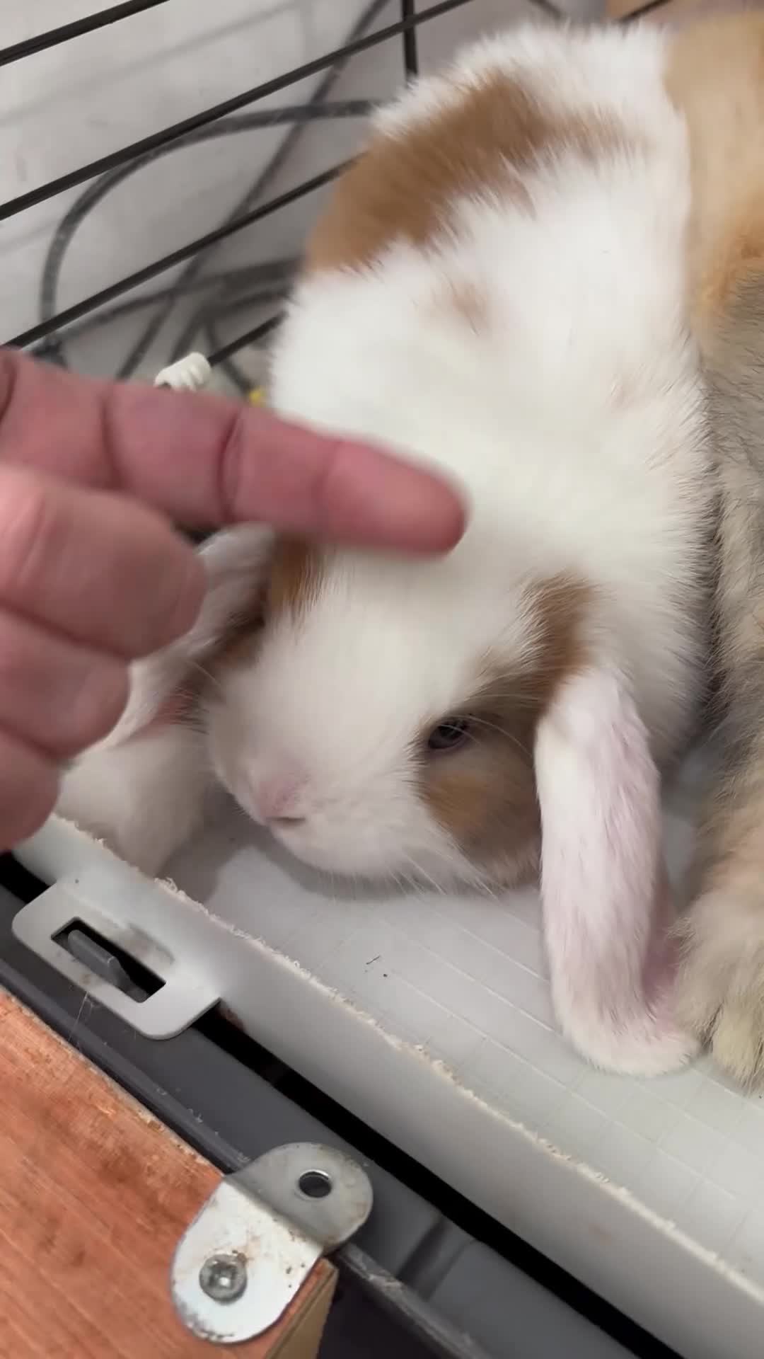 Mini Lop rabbits for sale: Beautiful baby mini lops - Video 3
