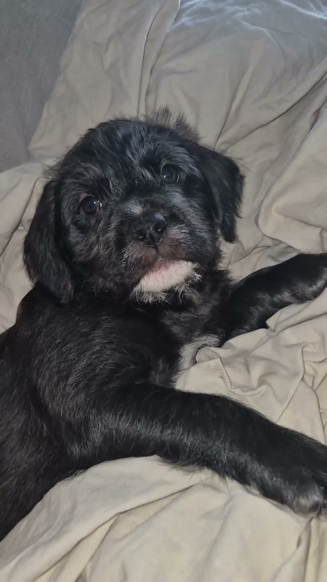 Mixed Breed dogs for sale: 🐾 Beautiful French Bulldog × Cockapoo Puppies 🐾 - Video 2