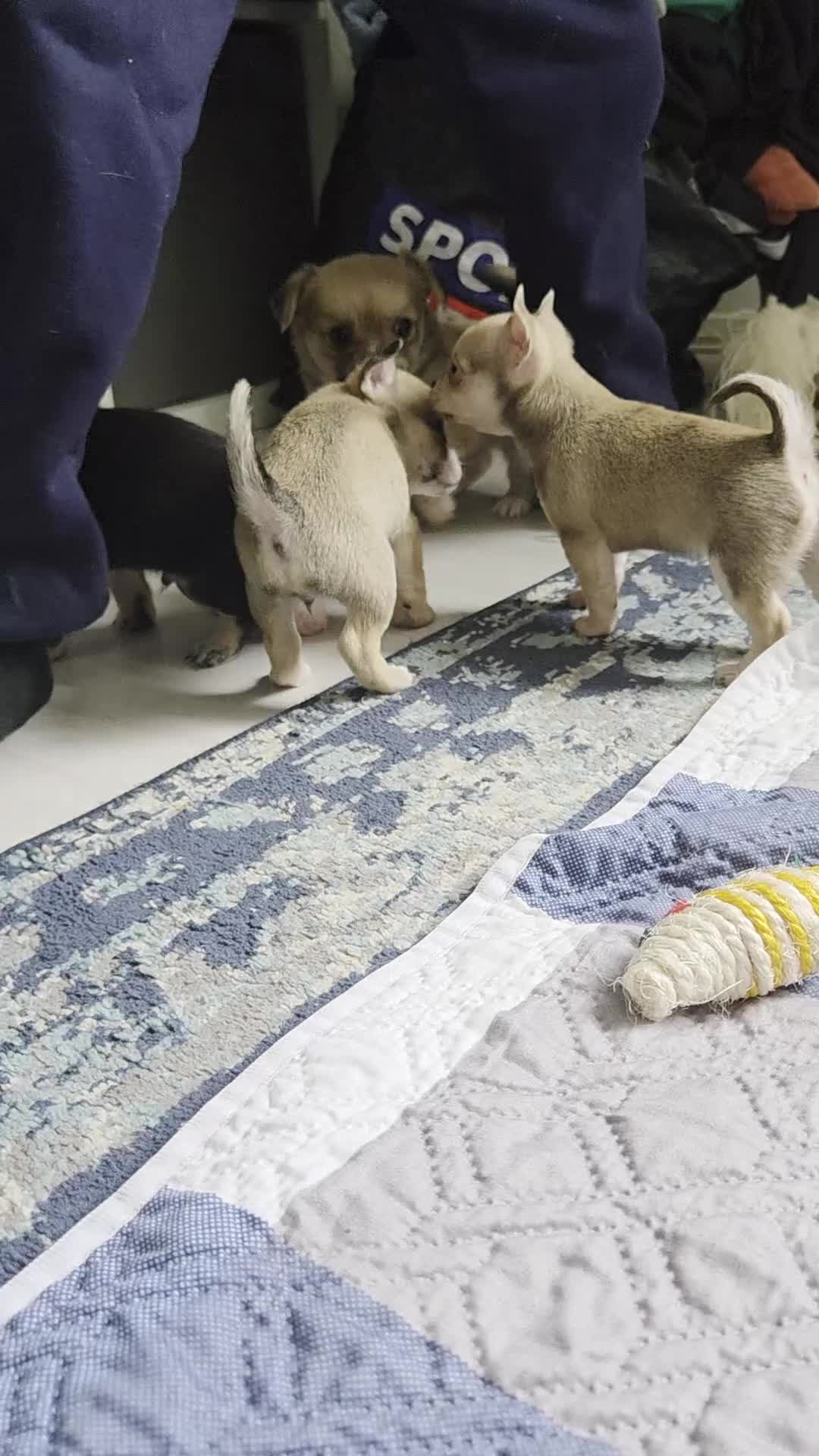 Chihuahua dogs for sale: READY NOW. Chihuahua Puppies - Video 1