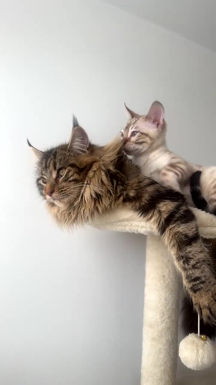 Bengal cats for sale: Looking for a 5⭐️ home for our blue eyed bengal in Chorley - Video 1