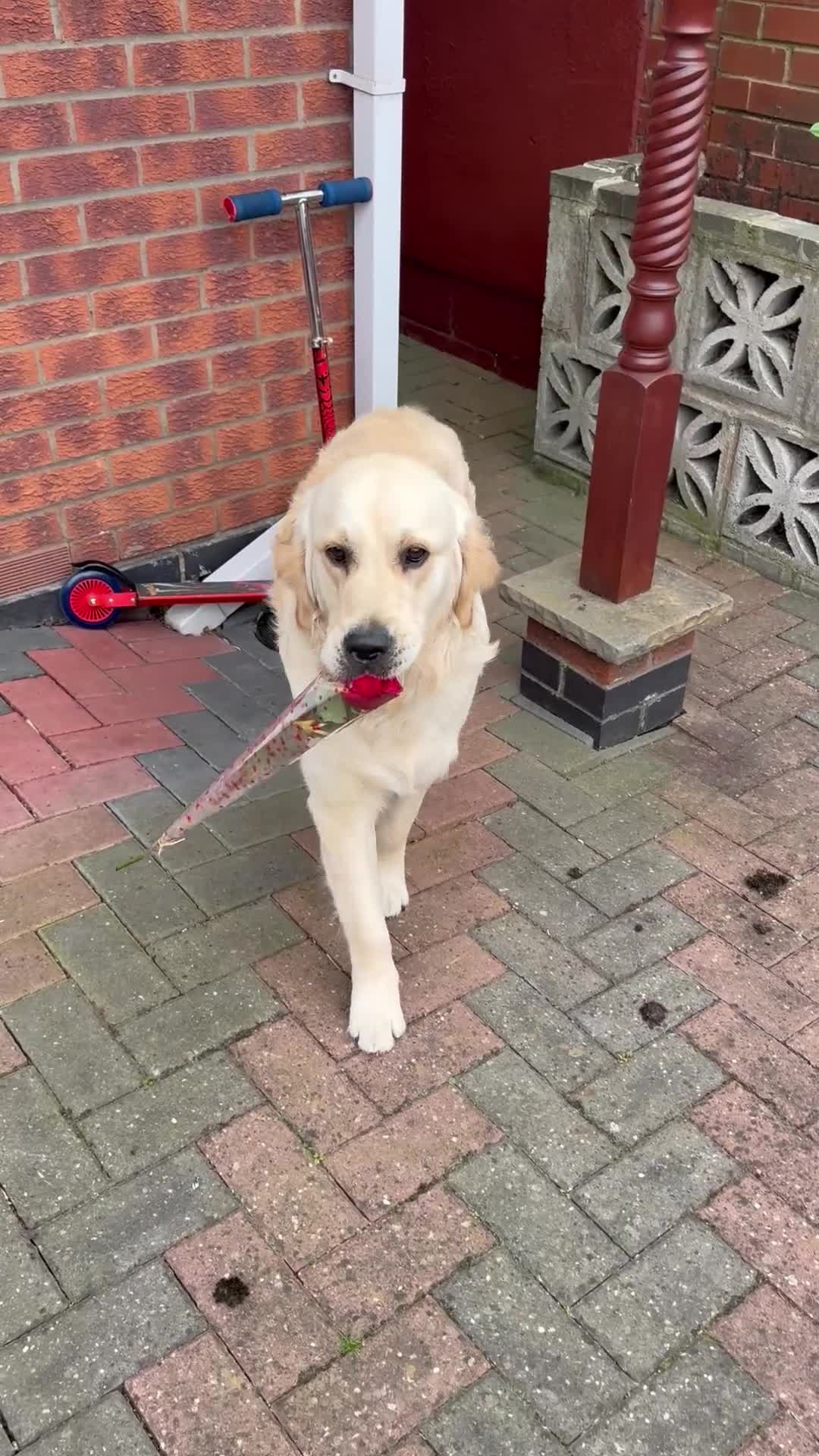 Golden Retriever dogs for stud: Simba~Golden Retriever Stud Available - Video 1