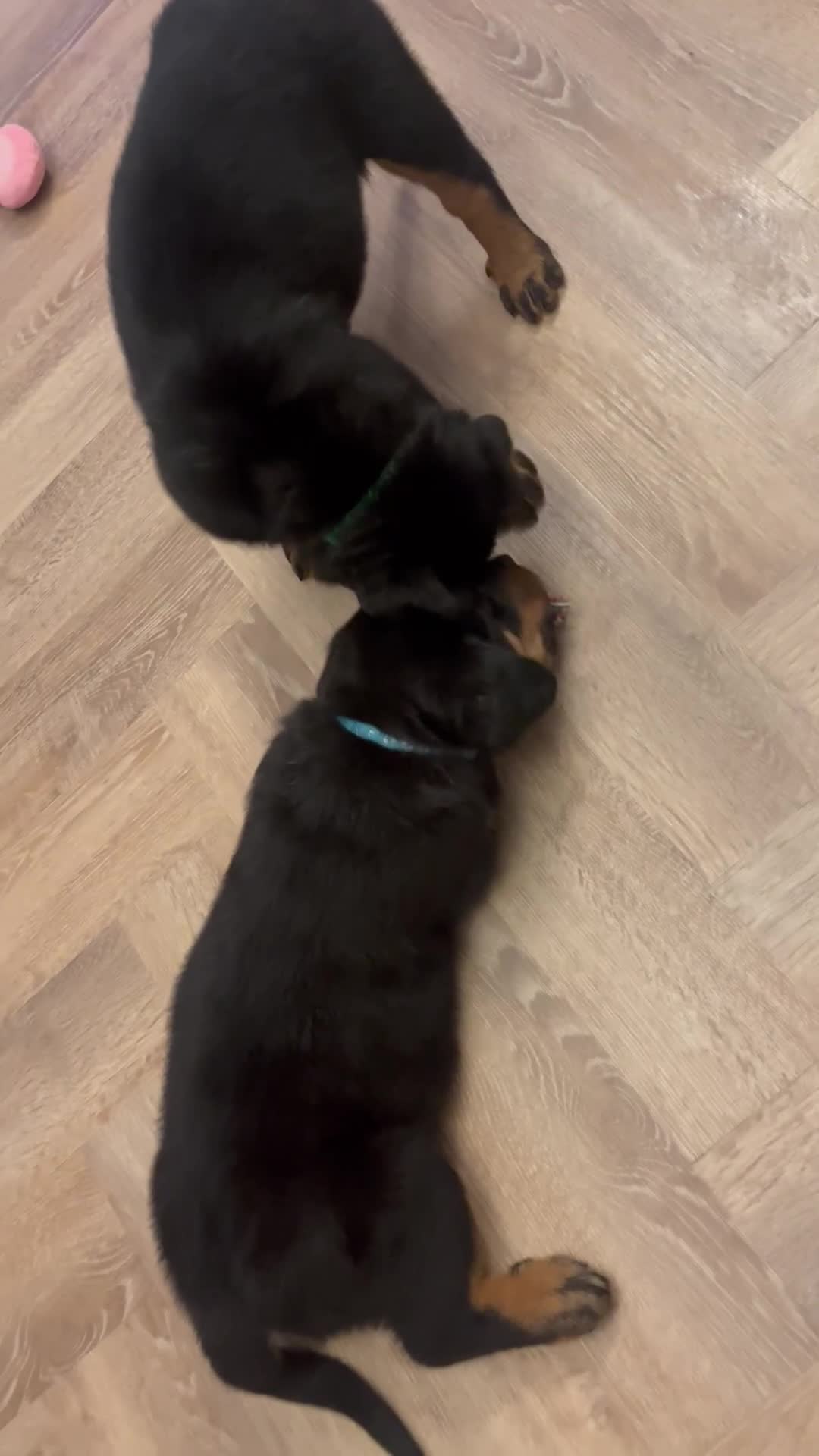 Rottweiler dogs for sale: X1 female rottweiler puppy left! 8 weeks old today in Evesham - Video 2