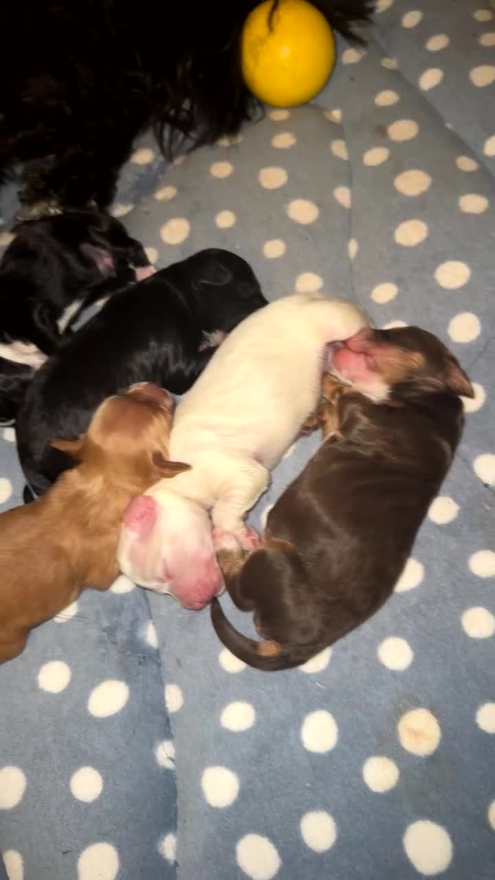Cockapoo dogs for sale: Cockapoo pups  - Video 1