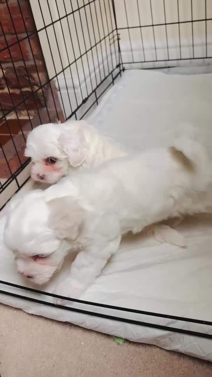 Bichon Frise dogs for sale: Bichon puppy for sale  - Video 2