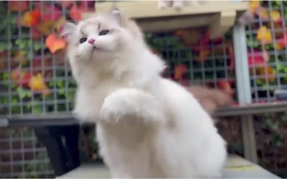 Ragdoll cats for sale: Pet spayed/neutered kittens  - Video 1