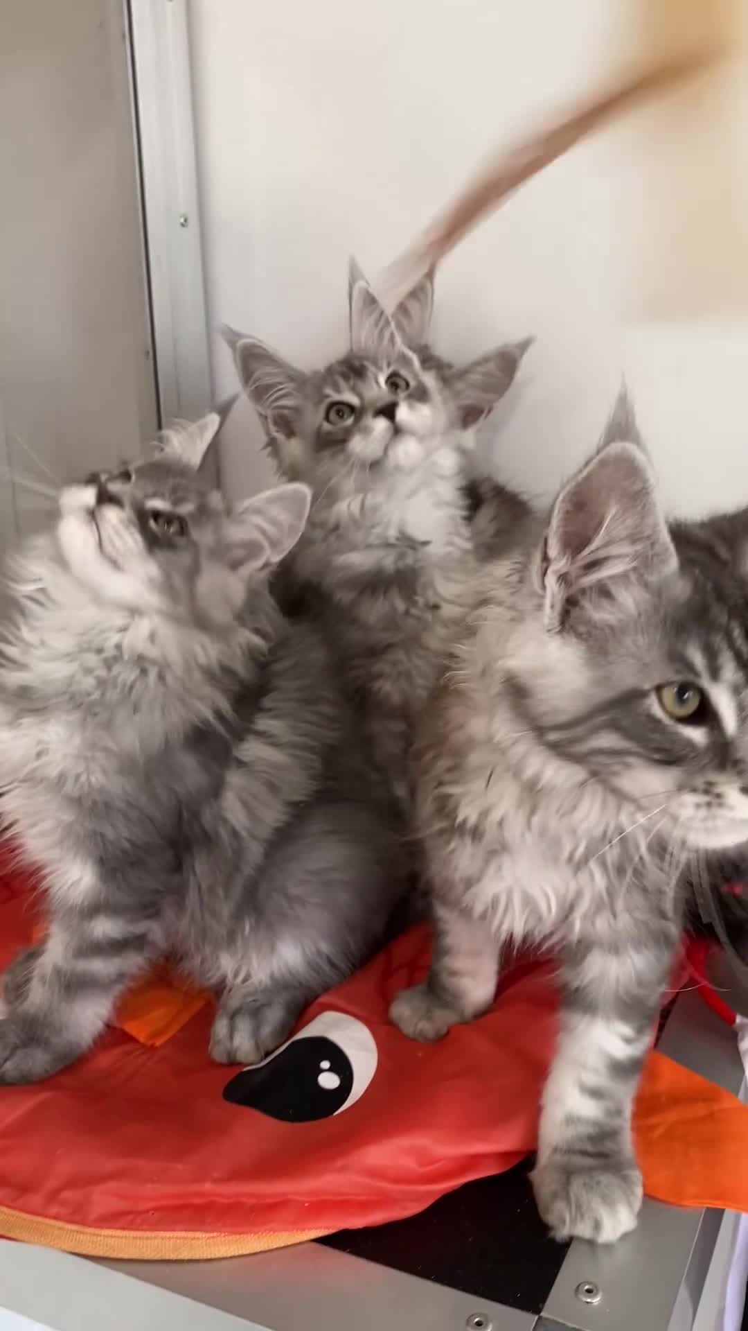 Maine Coon cats for sale: GCCF registered Maine Coons - Video 5