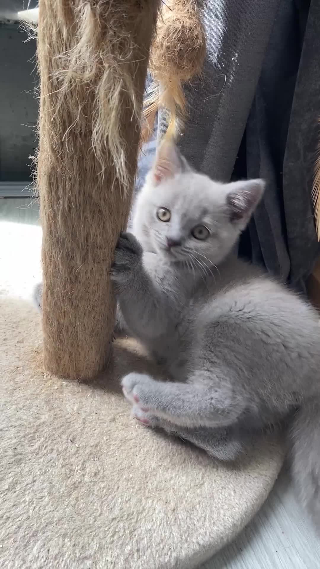 British Shorthair cats for sale: 🐾 TOP QUALLITY LILAC BSH reg GCCF purebred 🐾 - Video 1