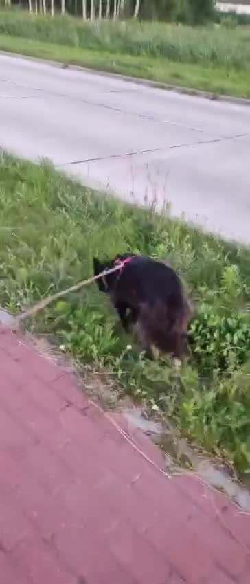 German Shepherd dogs for adoption: Kimmy’s Story: From the Brink of Death to Hope - Video 3
