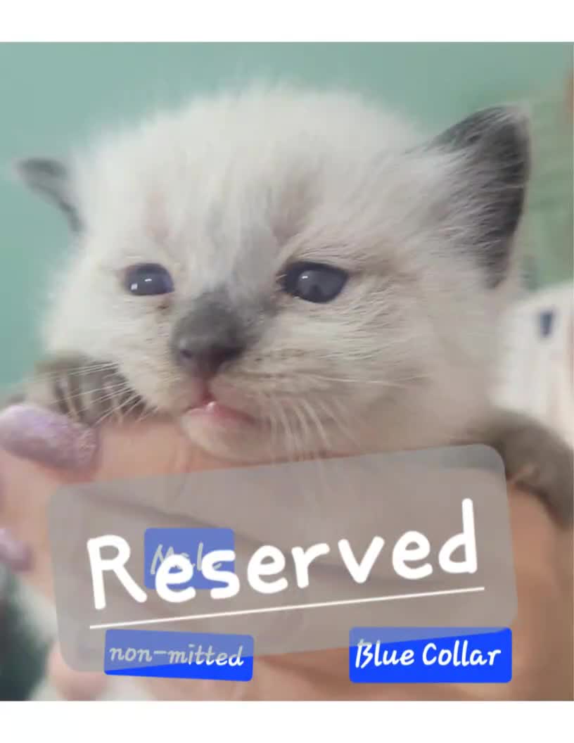 Ragdoll cats for sale: 🐱 Beautiful Ragdoll Kittens For Sale 🐱 - Video 2